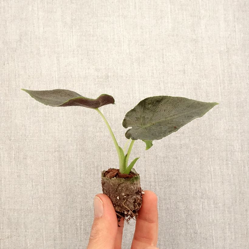 Spécimen de Alocasia Antoro Velvet - Oreille d'éléphant - Mini-motte Ø 3/4 cm tel que livré au printemps