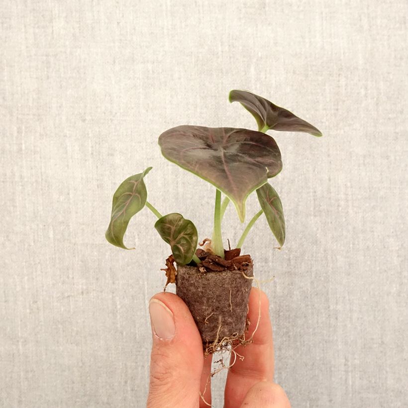Spécimen de Alocasia azlanii - Oreille d'éléphant - Mini-motte Ø 3/4 cm tel que livré au printemps