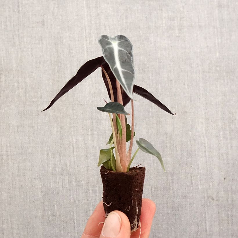Spécimen de Alocasia Bambino - Oreille d'éléphant - Motte 5 cm x 7 cm tel que livré au printemps
