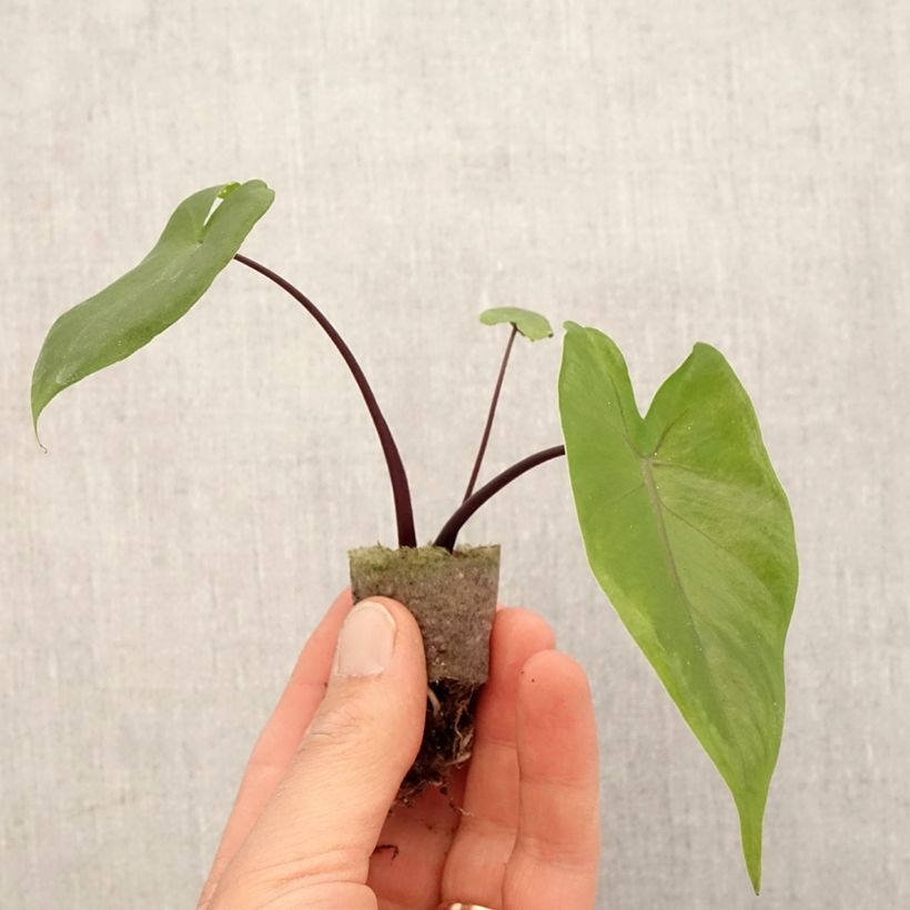 Spécimen de Alocasia Black Stem - Oreille d'éléphant - Mini-motte Ø 3/4 cm tel que livré au printemps