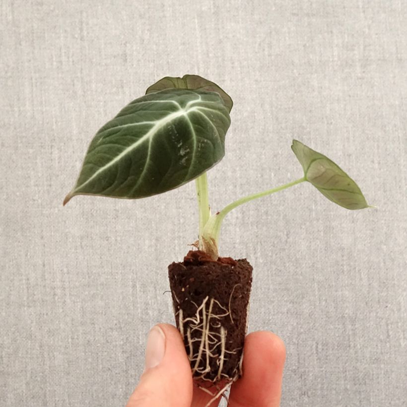 Spécimen de Alocasia Black Velvet - Oreille d'éléphant - Mini-motte Ø 3/4 cm tel que livré au printemps