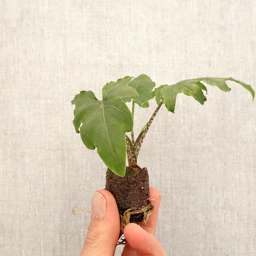 Spécimen de Alocasia brancifolia - Oreille d'éléphant - Mini-motte Ø 3/4 cm tel que livré au printemps