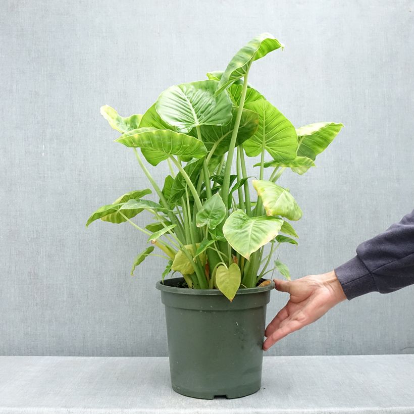 Spécimen de Alocasia Calidora - Oreille d'éléphant Pot de 7,5L/10L tel que livré au printemps