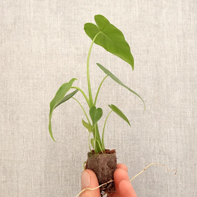 Spécimen de Alocasia California - Oreille d'éléphant - Mini-motte Ø 3/4 cm tel que livré au printemps