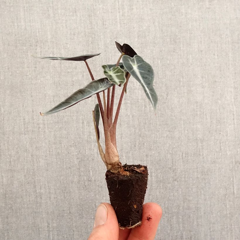 Spécimen de Alocasia Curly Bambino - Oreille d'éléphant - Mini-motte Ø 3/4 cm tel que livré au printemps