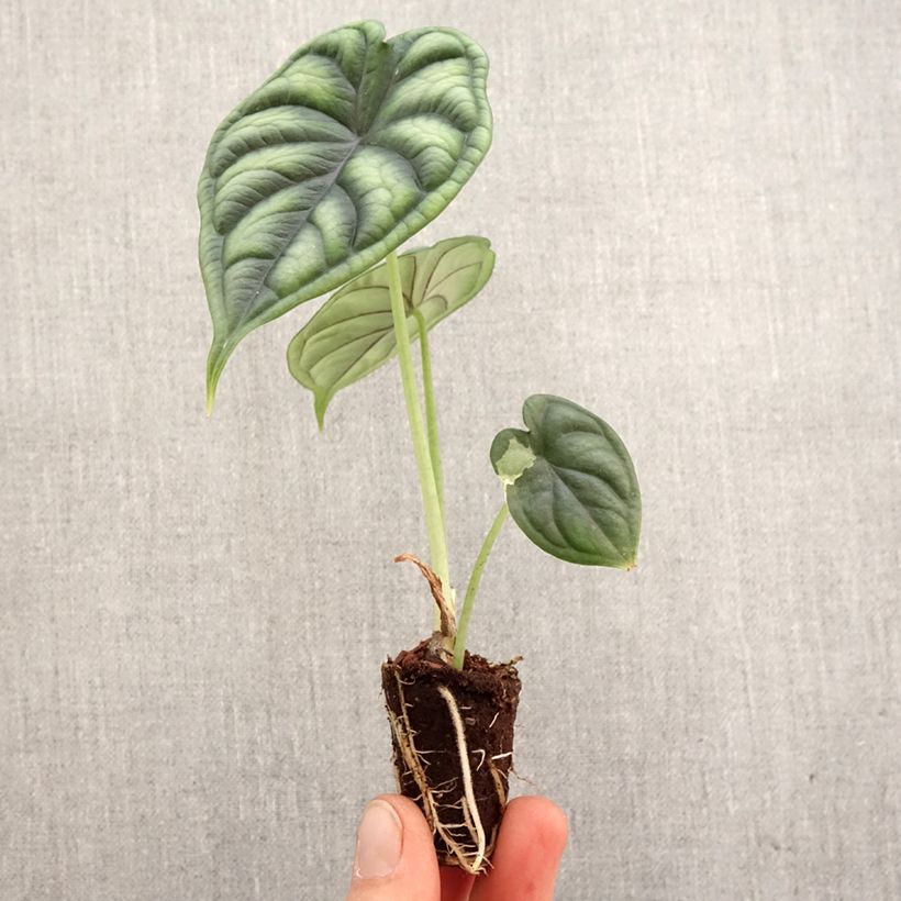 Spécimen de Alocasia Dragon Scale - Oreille d'éléphant - Mini-motte Ø 3/4 cm tel que livré au printemps