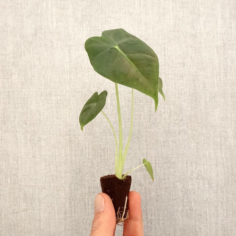 Spécimen de Alocasia Frydek - Oreille d'éléphant - Mini-motte Ø 3/4 cm tel que livré au printemps