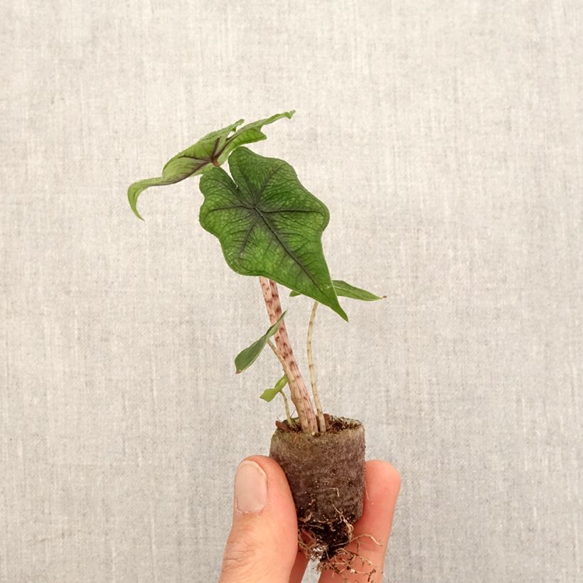 Spécimen de Alocasia Jacklyn - Oreille d'éléphant - Mini-motte Ø 3/4 cm tel que livré au printemps