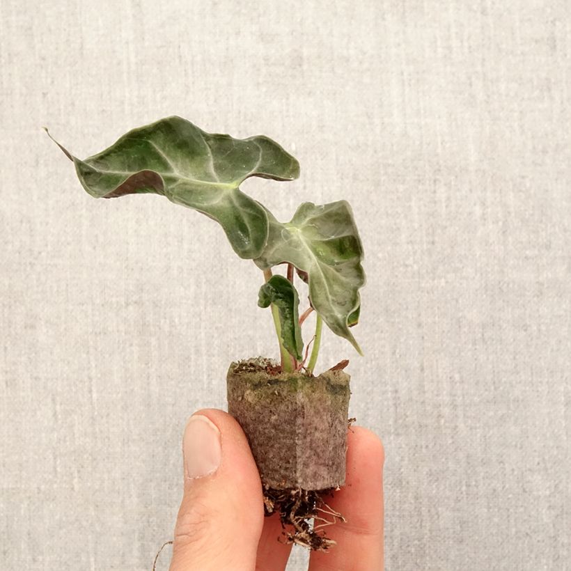 Spécimen de Alocasia Loco - Oreille d'éléphant - Mini-motte Ø 3/4 cm tel que livré au printemps