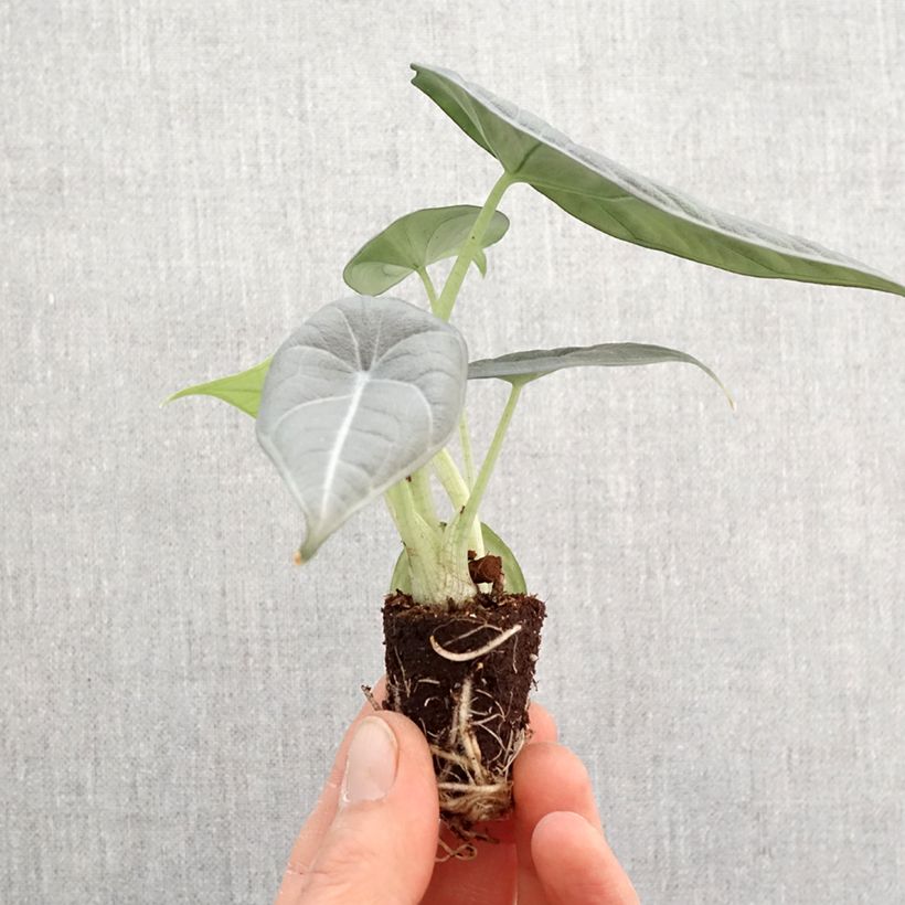 Spécimen de Alocasia Maharani - Oreille d'éléphant - Mini-motte Ø 3/4 cm tel que livré au printemps