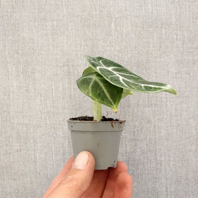 Spécimen de Alocasia Ninja - Oreille d'éléphant - Motte 5 cm x 7 cm tel que livré au printemps