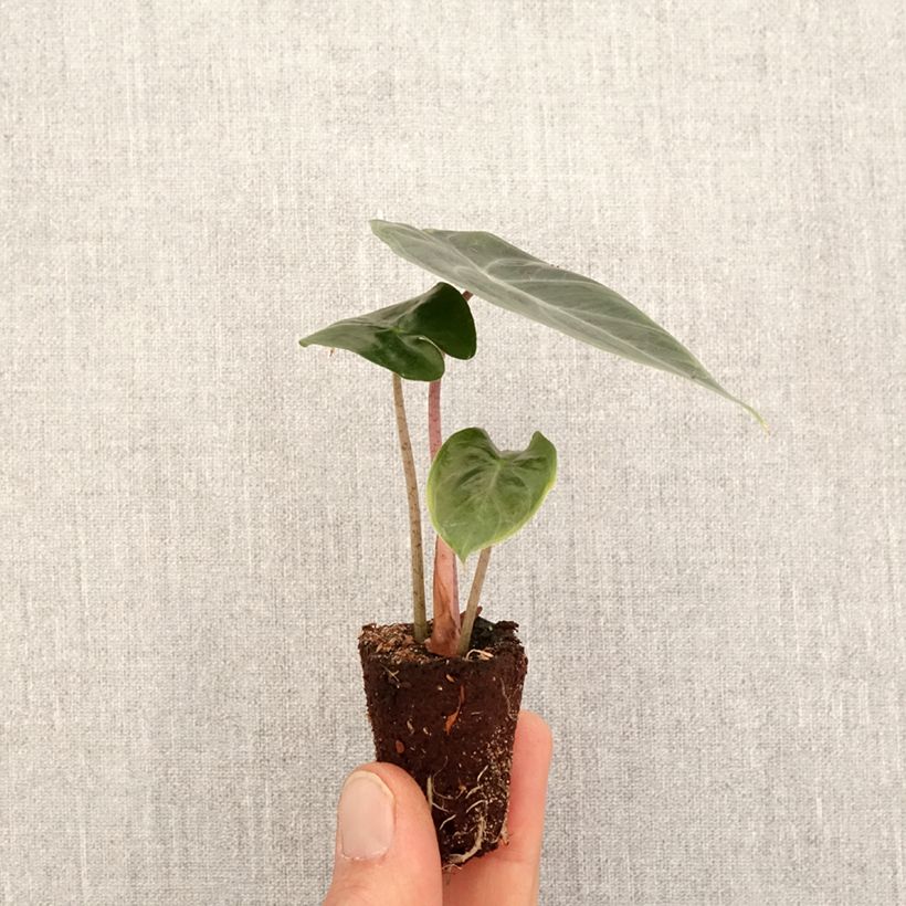 Spécimen de Alocasia Pink Dragon - Oreille d'éléphant - Mini-motte Ø 3/4 cm tel que livré au printemps