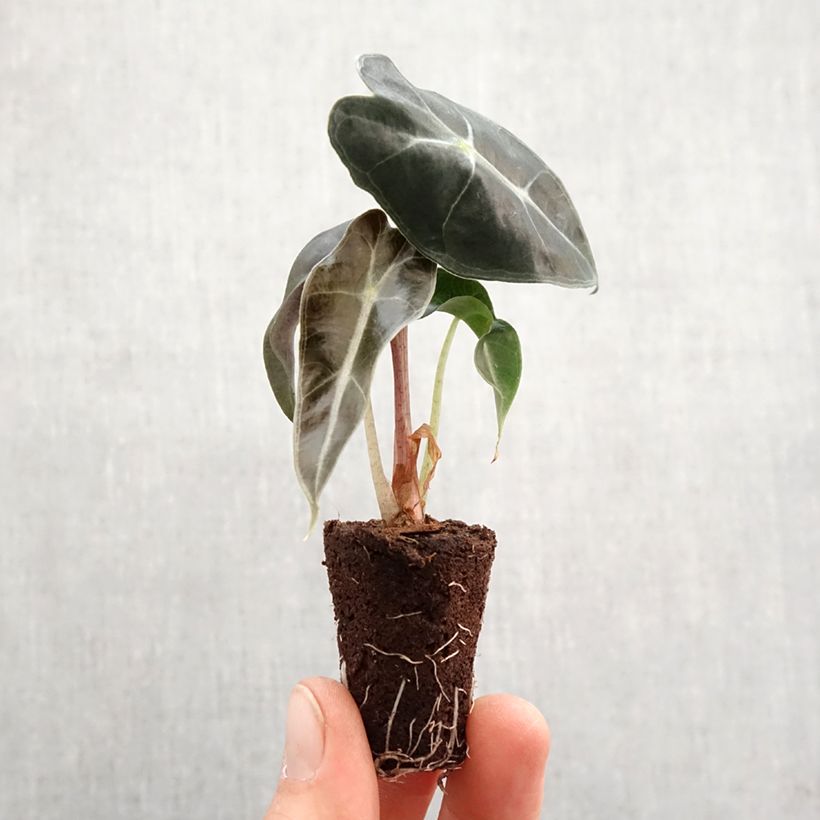 Spécimen de Alocasia Polly - Oreille d'éléphant - Mini-motte Ø 3/4 cm tel que livré au printemps