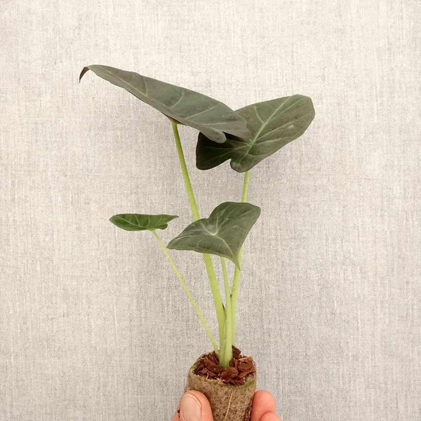 Spécimen de Alocasia Regal Shields - Oreille d'éléphant - Mini-motte Ø 3/4 cm tel que livré au printemps