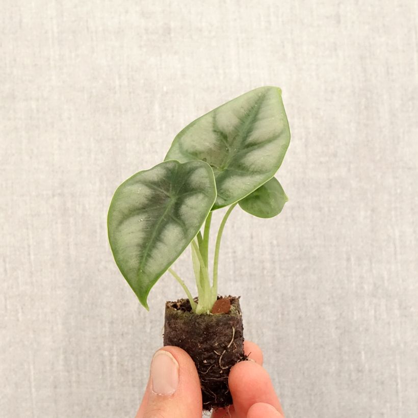 Spécimen de Alocasia reversa - Oreille d'éléphant - Mini-motte Ø 3/4 cm tel que livré au printemps