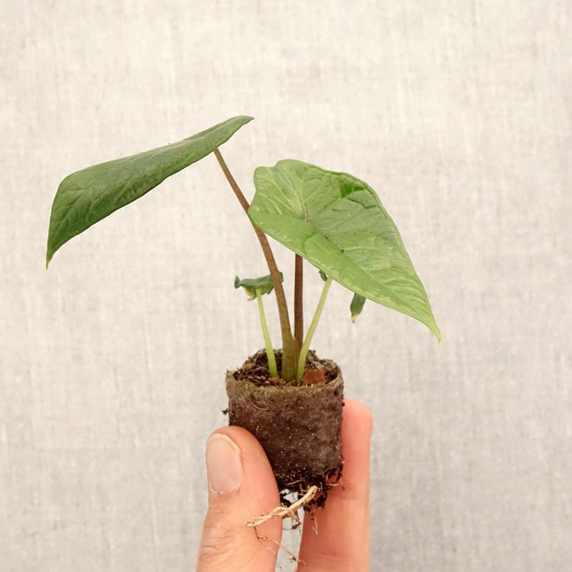 Spécimen de Alocasia scalprum - Oreille d'éléphant - Mini-motte Ø 3/4 cm tel que livré au printemps
