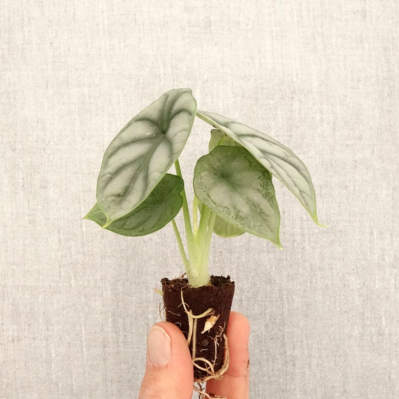 Spécimen de Alocasia Silver Dragon - Oreille d'éléphant - Mini-motte Ø 3/4 cm tel que livré au printemps