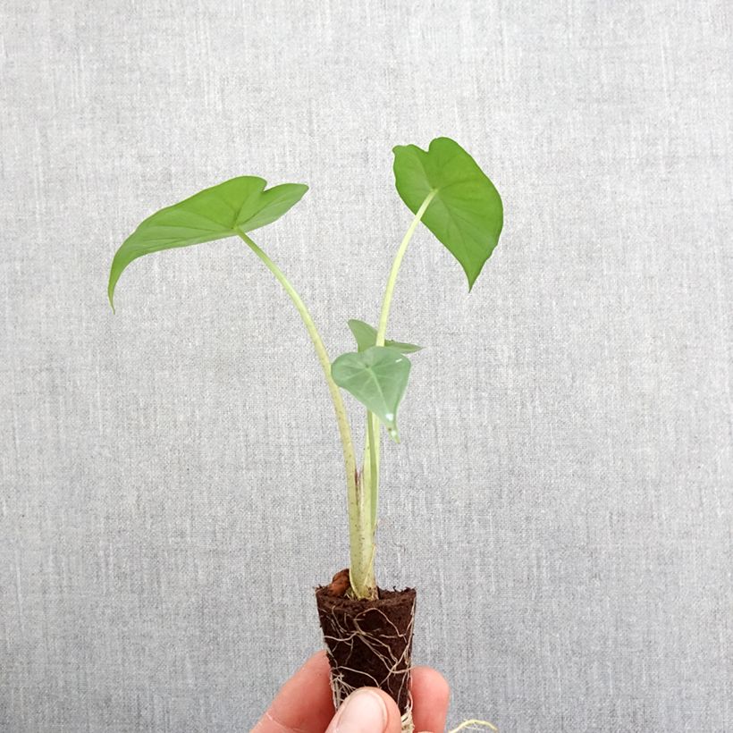 Spécimen de Alocasia Sumo - Oreille d'éléphant - Mini-motte Ø 3/4 cm tel que livré au printemps