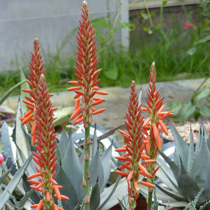 Aloe aristata - Aloe nain (Floraison)