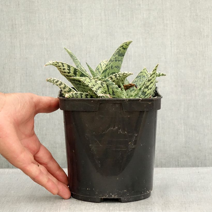 Spécimen de Aloe Delta Lights Pot de 3L/4L tel que livré en été