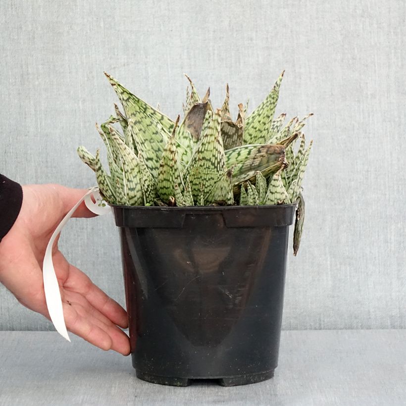 Spécimen de Aloe Delta Lights - Pot de 3L/4L tel que livré en hiver