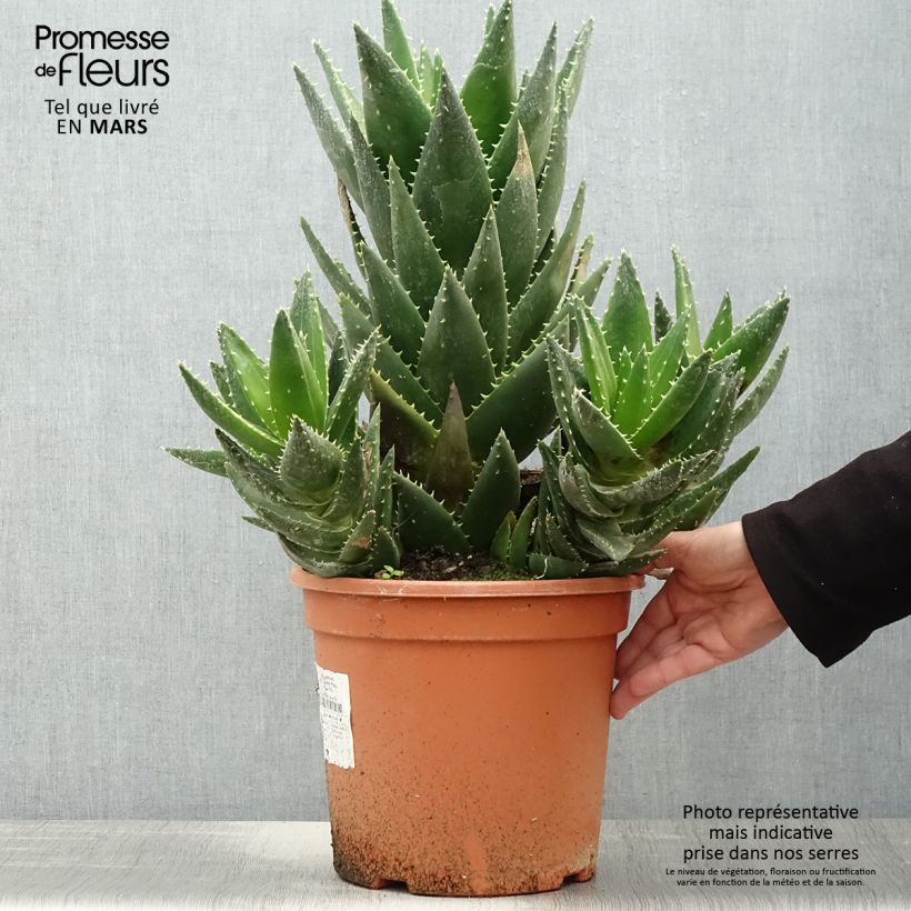 Spécimen de Aloe perfoliata (mitriformis) tel que livré au printemps