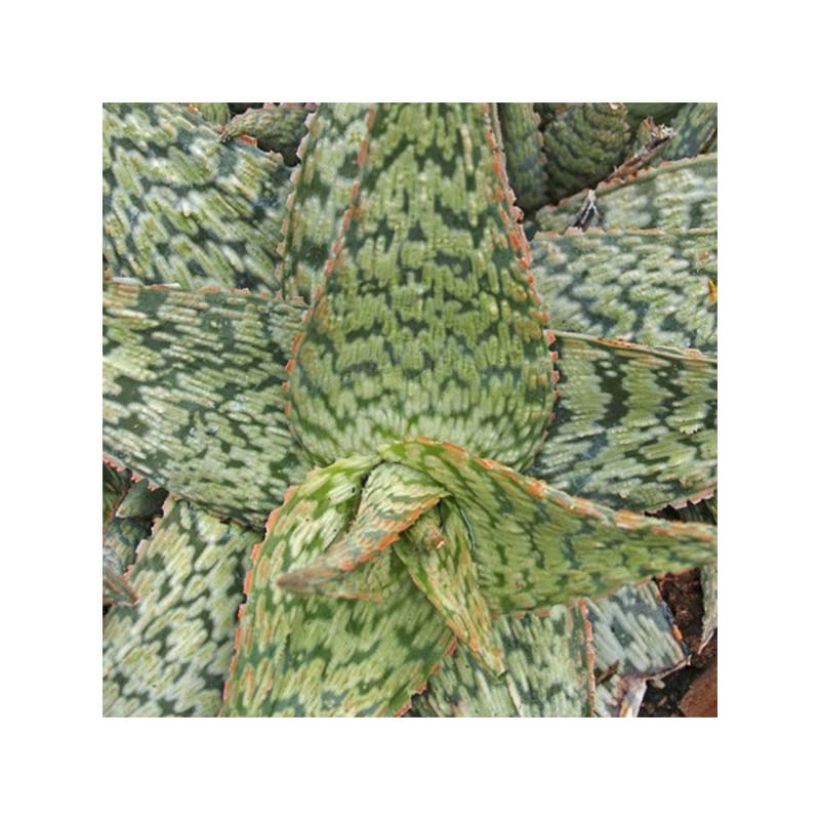 Aloe rauhii Cleopatra - Aloès Snowflake (Feuillage)