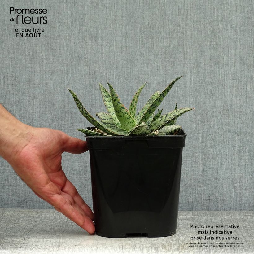 Spécimen de Aloe rauhii Cleopatra - Aloès Snowflake Pot de 2L/3L tel que livré en été