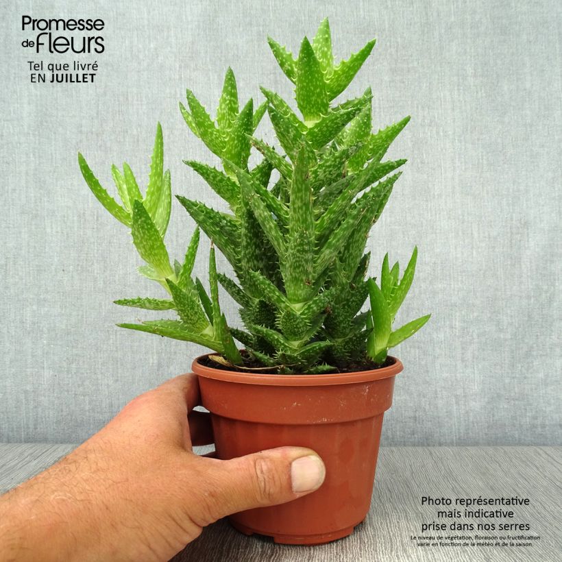 Spécimen de Aloe squarrosa Pot de 12 cm / 13 cm tel que livré en été