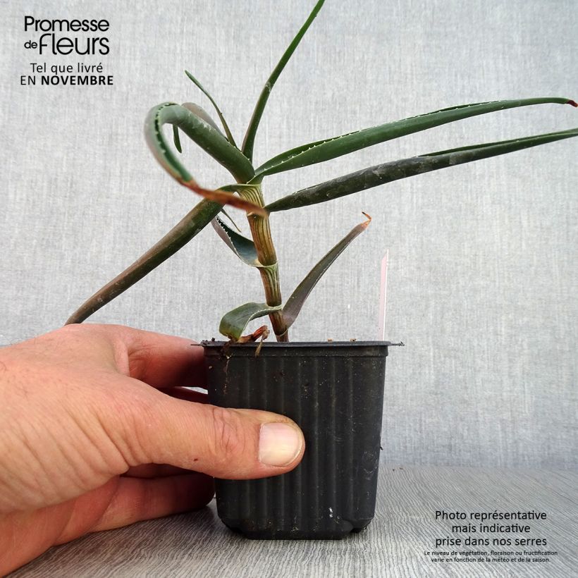 Spécimen de Aloe striatula ArticJungle - Aloès arbustif Godet de 8/9 cm tel que livré en automne