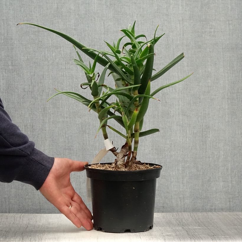 Spécimen de Aloe striatula - Aloès arbustif Pot de 2L/3L tel que livré en été