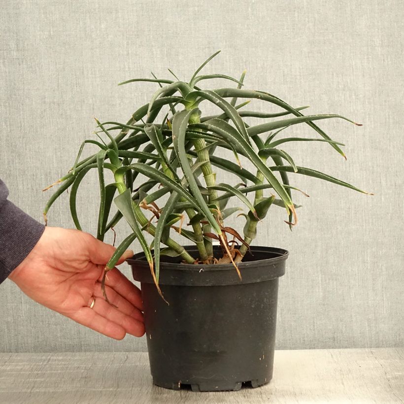 Spécimen de Aloe striatula - Aloès arbustif tel que livré au printemps
