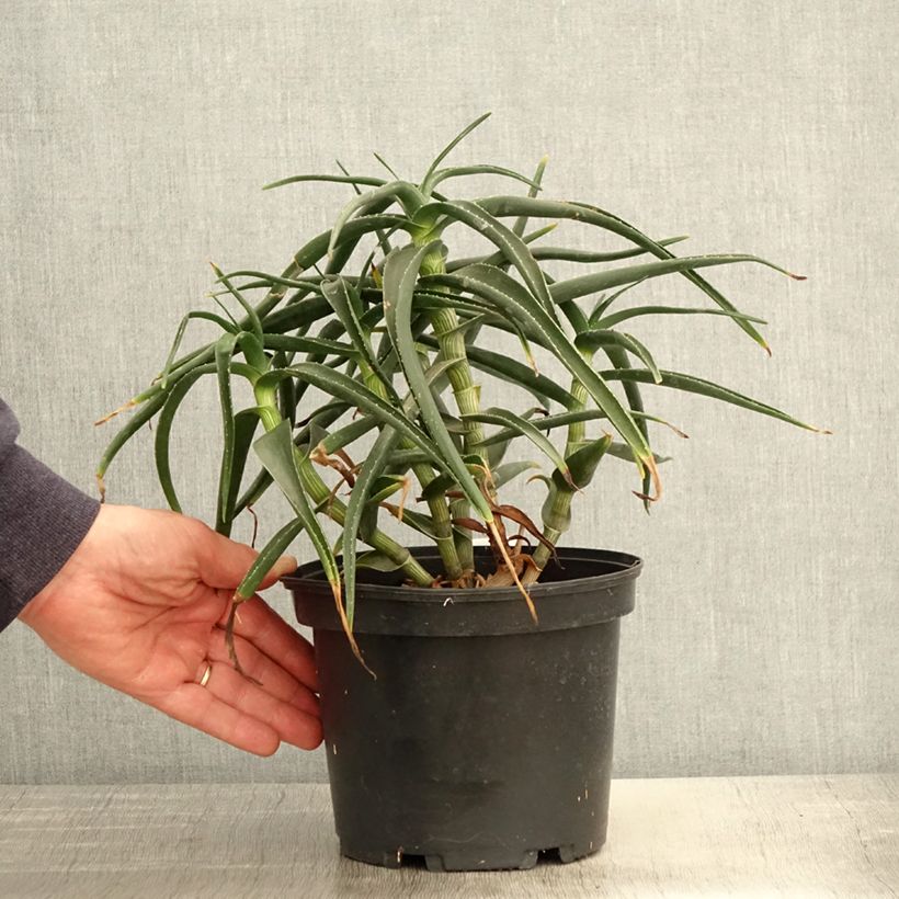 Spécimen de Aloe striatula - Aloès arbustif Pot de 2L/3L tel que livré au printemps