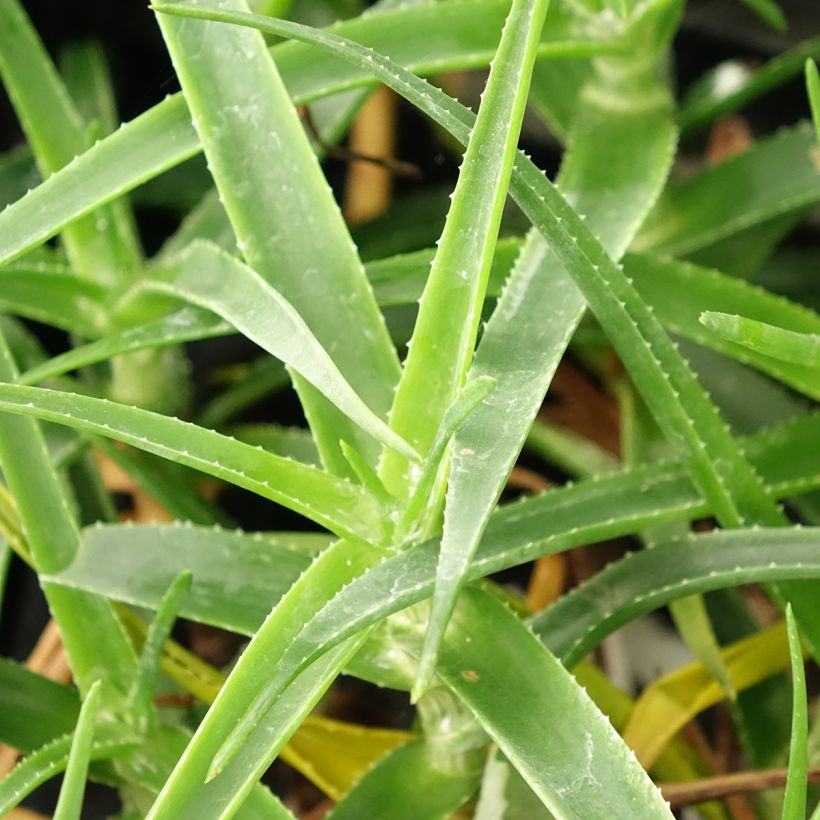 Aloe striatula ArticJungle - Aloès arbustif (Feuillage)