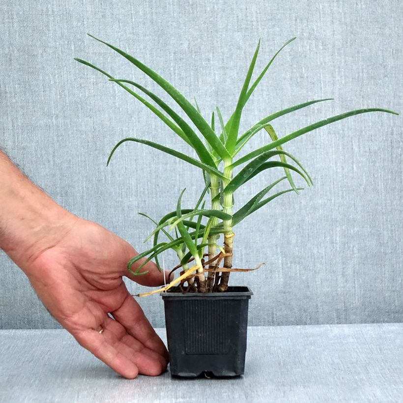 Spécimen de Aloe striatula ArticJungle - Aloès arbustif Godet de 8/9 cm tel que livré en été