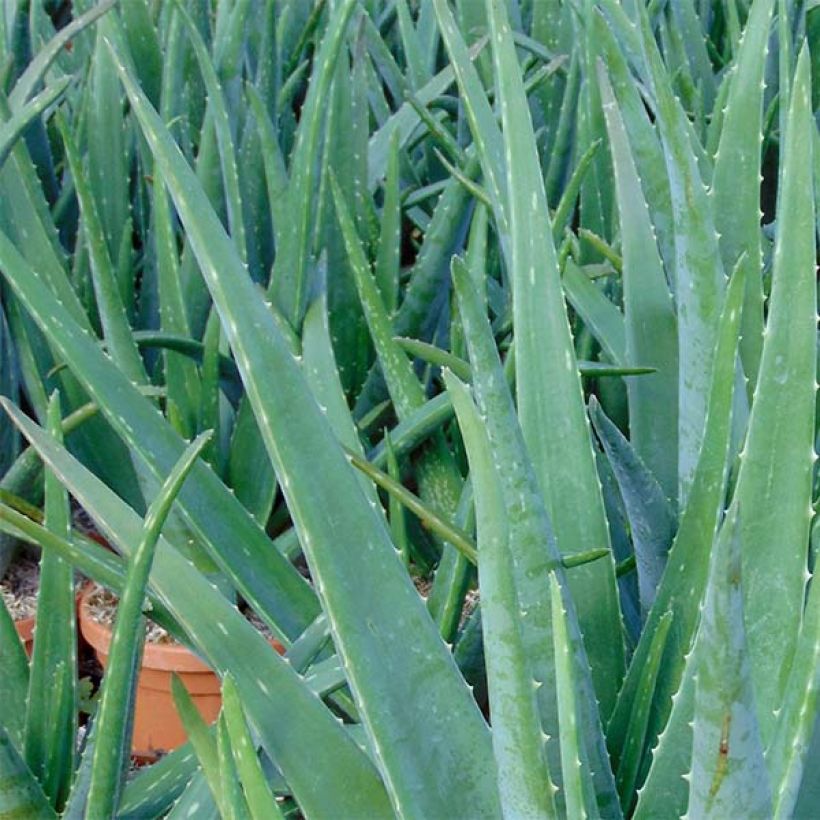 Aloe vera - Aloes des Barbades (Feuillage)