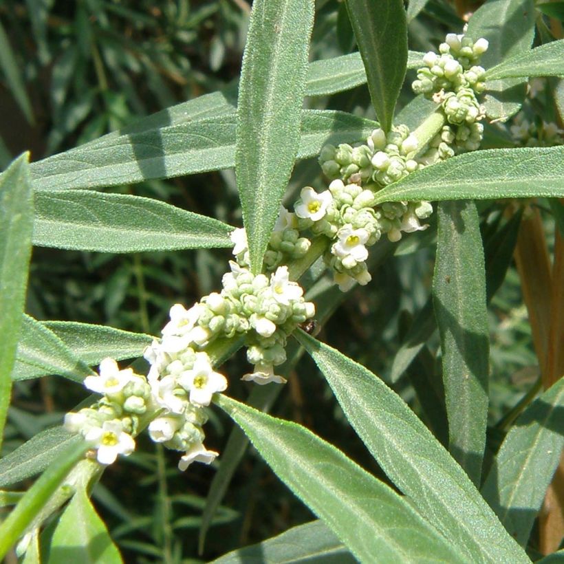 Verveine d'Argentine - Aloysia polystachya (Floraison)