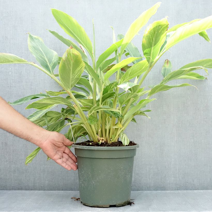 Spécimen de Alpinia zerumbet Variegata - Gingembre coquille Pot de 4L/5L tel que livré en été