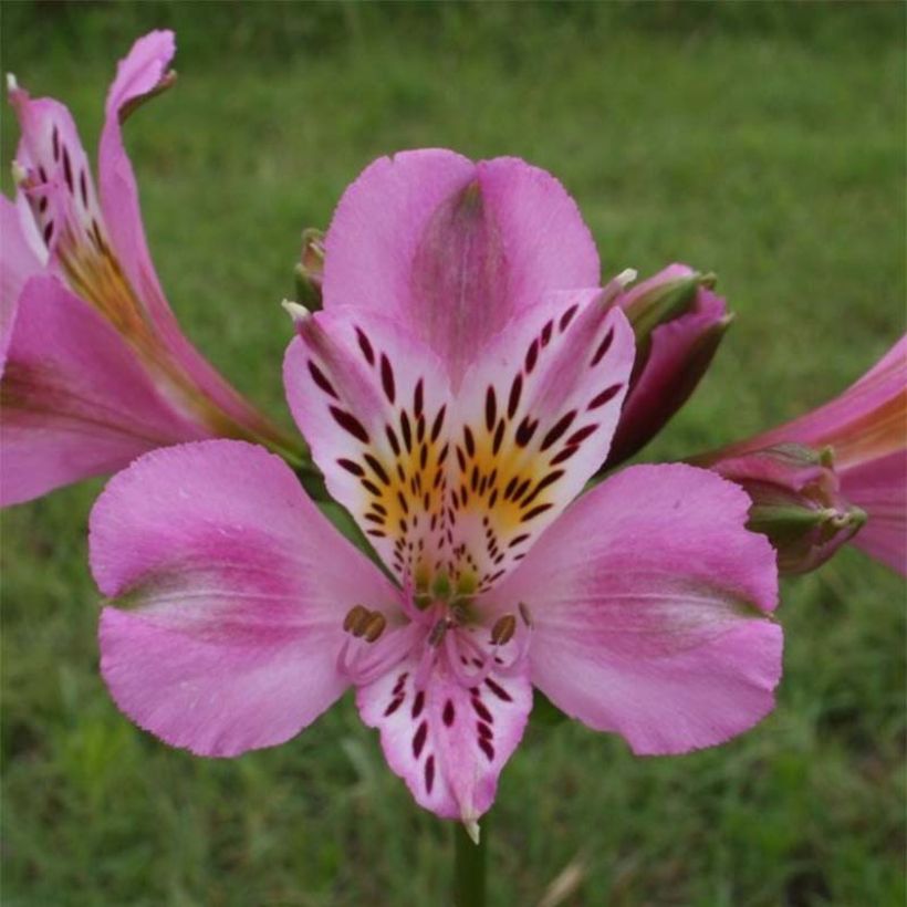 Alstroémère Duc d'Anjou Charles - Lys des Incas (Floraison)