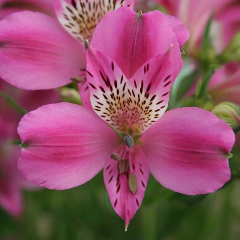 Alstroémère Duc d'Anjou Edouard - Lys des Incas (Floraison)