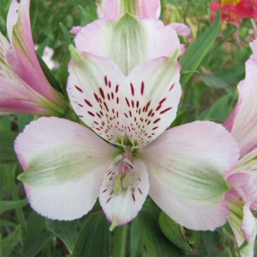 Alstroémère Duc d'Anjou François - Lys des Incas (Floraison)