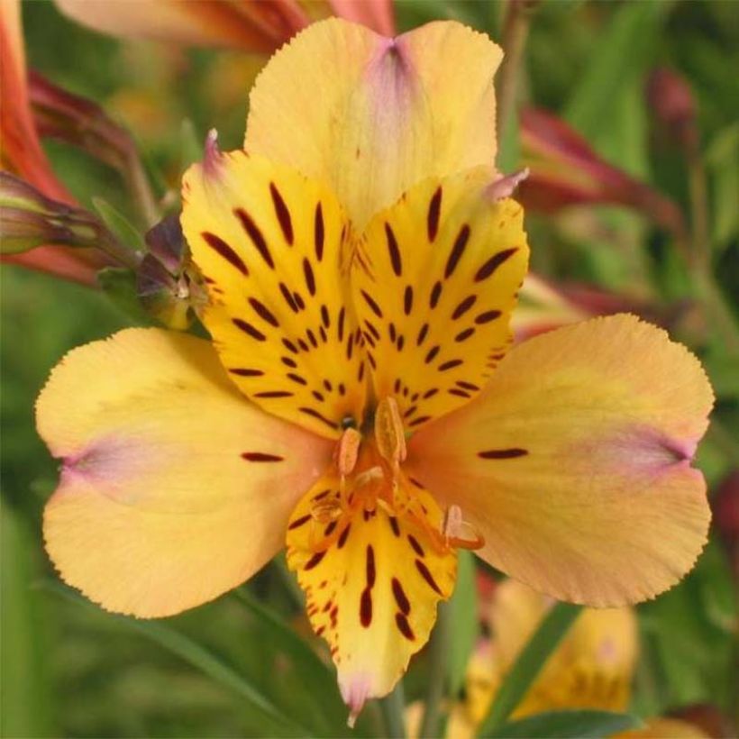 Alstroémère Duc d'Anjou Nicolas - Lys des Incas (Floraison)