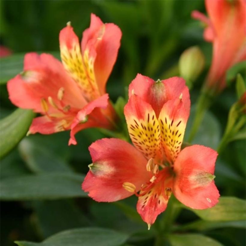 Alstroemère Duchesses Aliénor - Lys des Incas (Floraison)