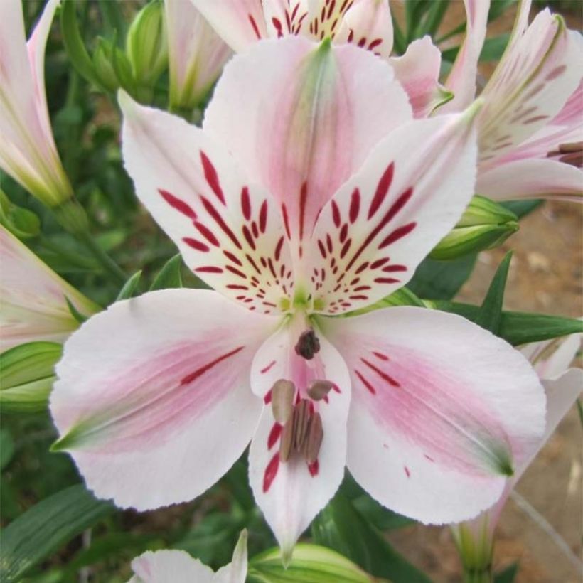 Alstroémère Duchesses Béatrice - Lys des Incas (Floraison)