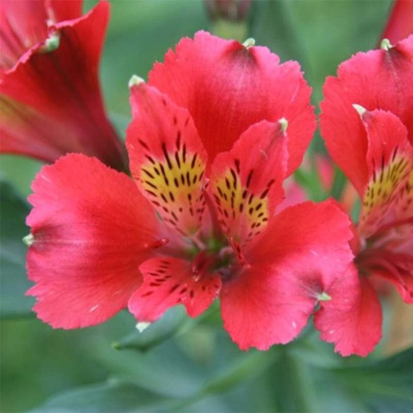 Alstroémère Duchesses Diane - Lys des Incas (Floraison)