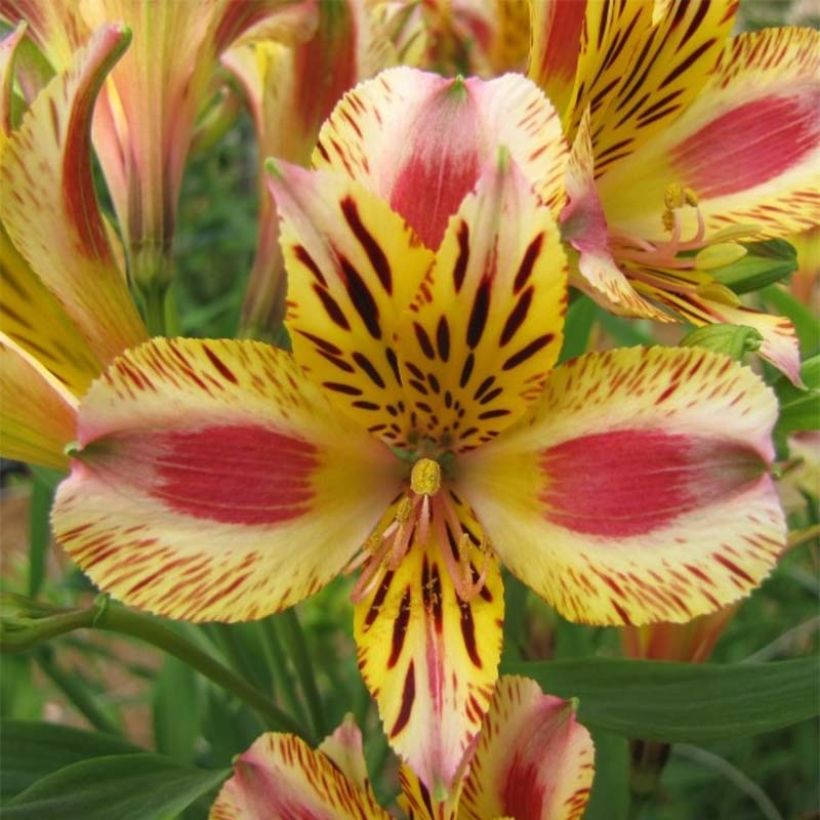 Alstroémère Duchesses Marguerite - Lys des Incas (Floraison)