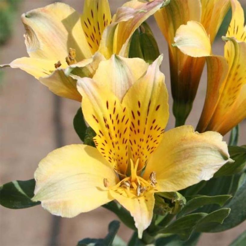 Alstroémère Duchesses Marie - Lys des Incas (Floraison)