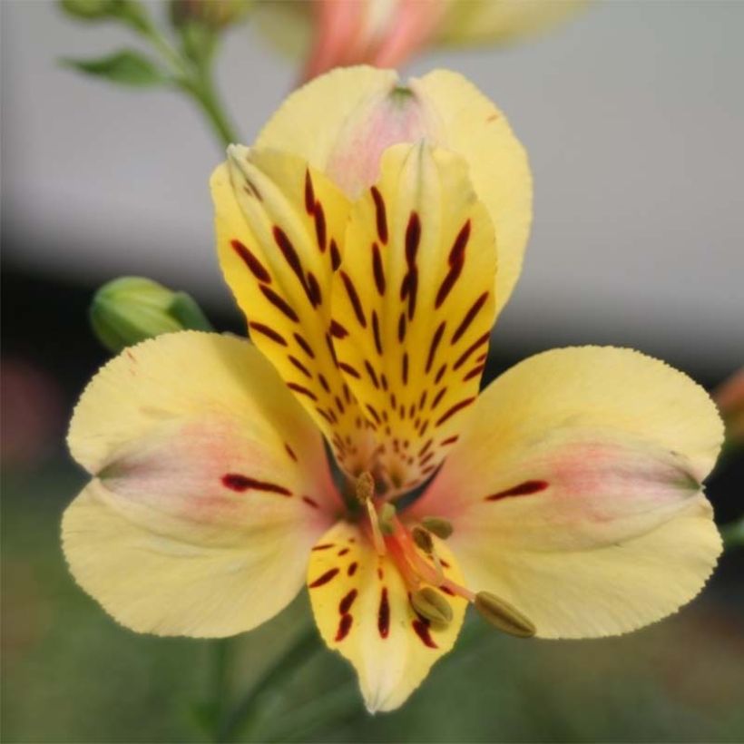 Alstroémère haute Majestic Layon - Lys des Incas (Floraison)