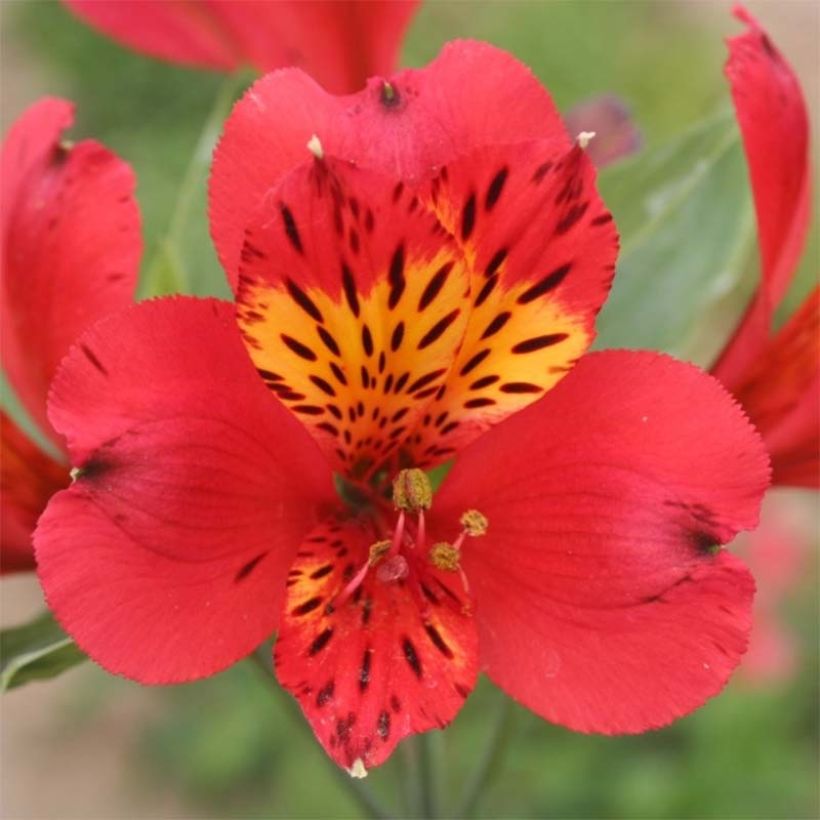 Alstroémère haute Majestic Liré - Lys des Incas (Floraison)