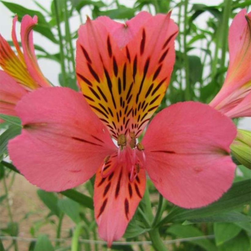 Alstroémère haute Majestic Tiercé - Lys des Incas (Floraison)